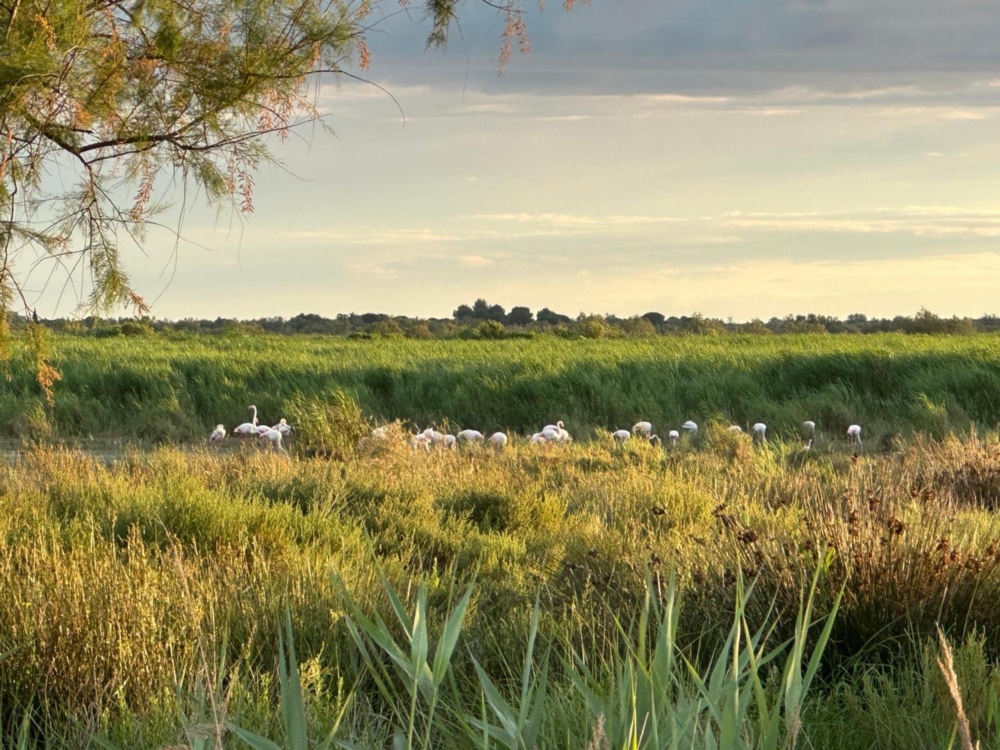 Mas Du Couvin, Maison D'Hotes En Camargue Saintes-Maries-de-la-Mer Ngoại thất bức ảnh